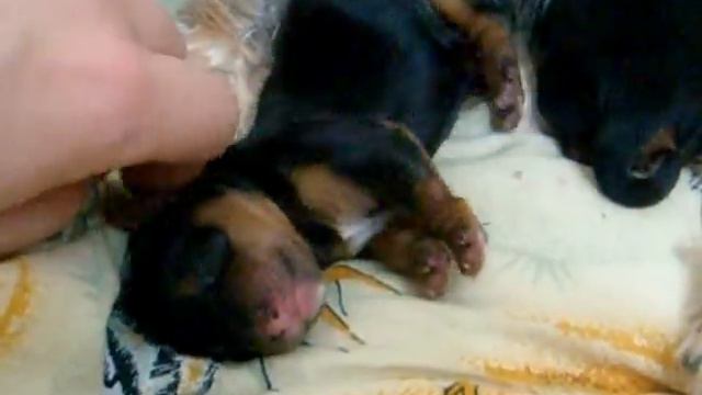 Малыши родились на Чистый четверг смотреть онлайн