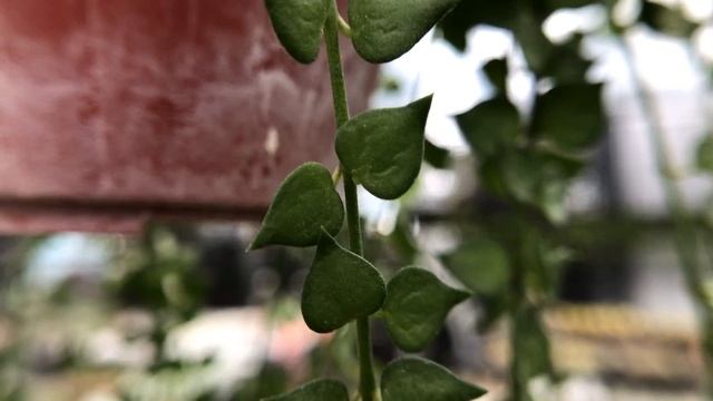 Dischidia ruscifolia 多肉植物特寫 百萬心 смотреть онлайн