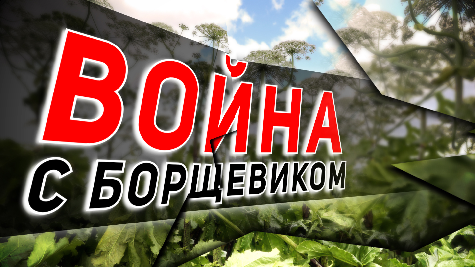Борьба с борщевиком
