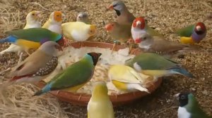 Feeding australian finches in finch aviary