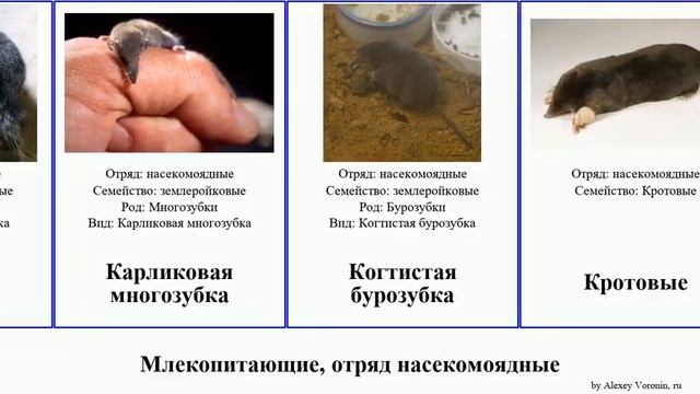Млекопитающие, отряд насекомоядные млекопитающие отряд насекомоядные.mammal  Eulipotyphla крот