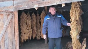 Последняя работа с табаком. Предновогодние хлопоты. Наша жизнь в деревне