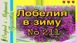 ЛОБЕЛИЯ многолетняя в ноябре.  Лобелия в зиму
