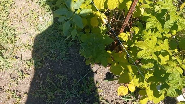 Сделали беседку для малины из столбиков Белой Акации . Получилось красиво качественно и не дорого смотреть онлайн