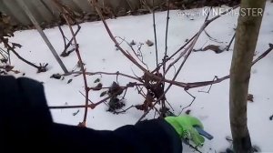 Формирование куста сирени