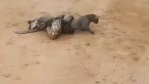 Питон скрутил маленького ягуара, но дальше произошло немыслимое!