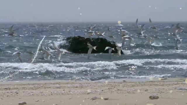 Black Gold, Parfum, AURA OF KAZAKHSTAN смотреть онлайн