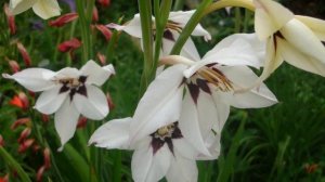 Ацидантера (Acidanthera)