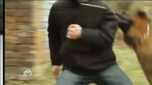 Новая заставка 10 сезона Возвращение Мухтара