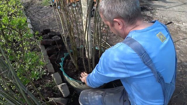 плетеная ива смотреть онлайн