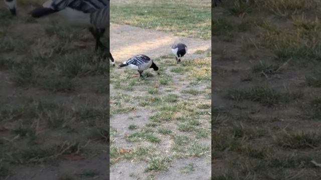 Влог Гуси в шведском Mальме, Сконе/ shorts  // Birds in Sweden in city