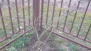 Роза Полька- особенность при формировании её как плетистой (юг) укрепляю ветки "пауком" 17.12 2021