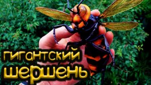 Большой шершень Vespa mandarinia! гроза пчёл!!!