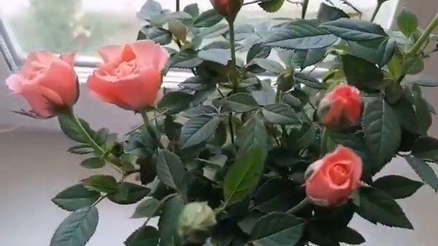 курица, роллы и нужен совет