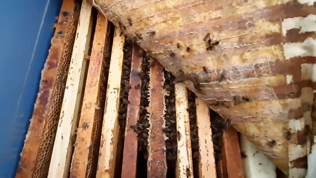 осмотр пчёл в конце октября. смотреть онлайн