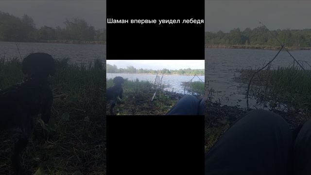 Баф-баф!) #птицы #собаки смотреть онлайн