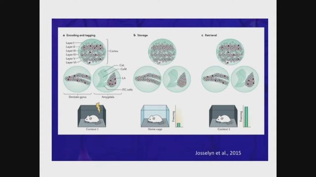 Лекция "Новые представления о работе мозга" смотреть онлайн