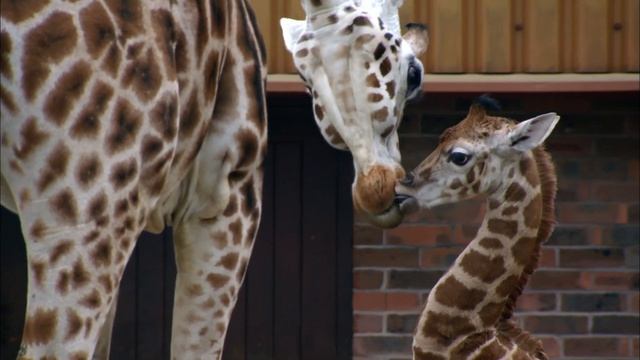 Baby Giraffe Learns How to Run | The Secret Life of the Zoo | Nature Bites смотреть онлайн