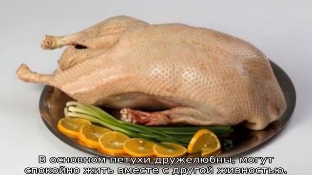 Венгерский великан (порода кур): описание смотреть онлайн