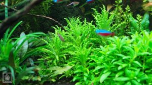 ПОГОСТЕМОН ХЕЛФЕРИ Pogostemon helferi