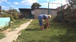 Воспитание щенка. Что должен знать щенок к 5 месяцам?