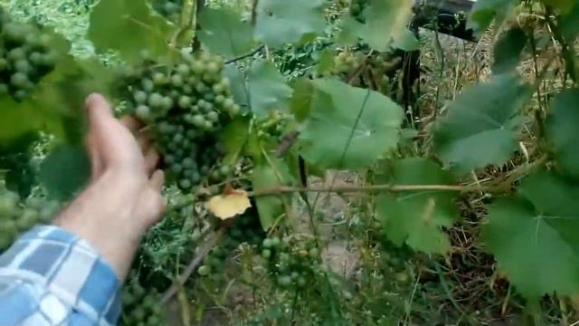 Виноград Черный доктор и остальные