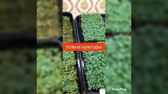 ,,МИКРОЗЕЛЕНЬ,,