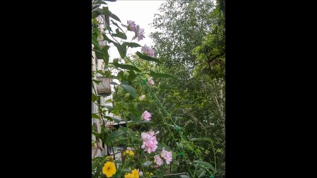 Калистегия на балконе 2017год смотреть онлайн