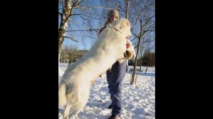 Фабби (питомник алабаев "Из Кифы")