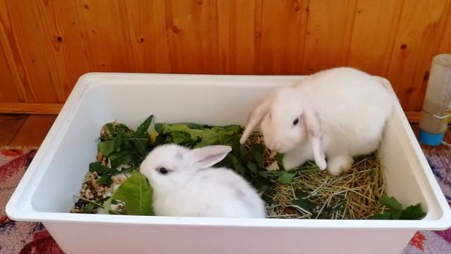 Домашнии кролики едят сочные растения. смотреть онлайн