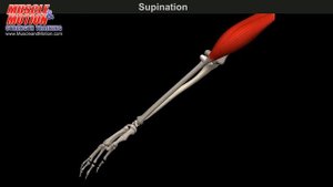 Подъем W- образной штанги на бицепс| Упражнение на БИЦЕПС