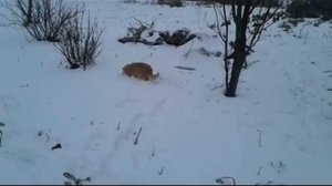 Наши  кошки ловят мышей под снегом.Cats catch mice under the snow