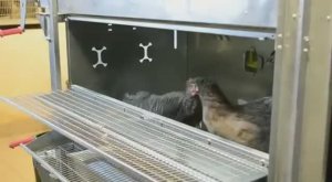 Клетка для Кур-несушек с системой пометоудаления _Комфорт_ от CrazyFerma