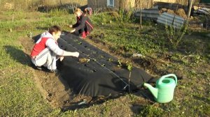 Посадка клубники весной на агроволокно. Выпуск 19. Шаповаловы влог.