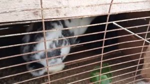 КАК ПРОВЕРИТЬ ПОКРЫТА ЛИ КРОЛЬЧИХА. ПРИЗНАКИ