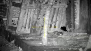 Rat Hunter Fx Impact M3 With Power Block , Nsa 15Gr 925fps Pard 008 Lrf Thermal Hik Micro Lh 19