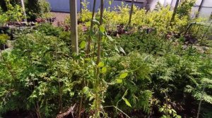 Омск. Растения в Садовом центре Родионовых