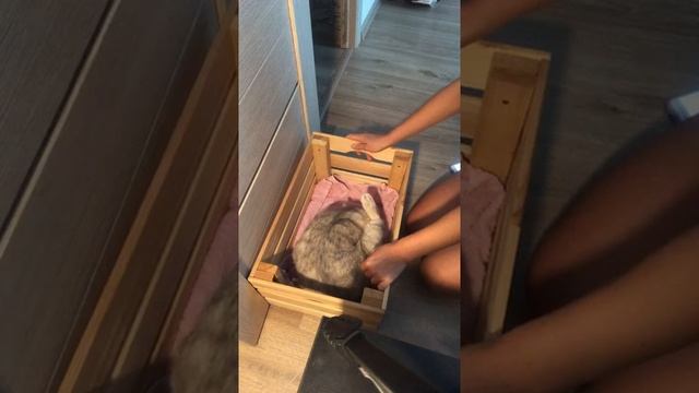 Моя кошка рожает !) смотреть онлайн