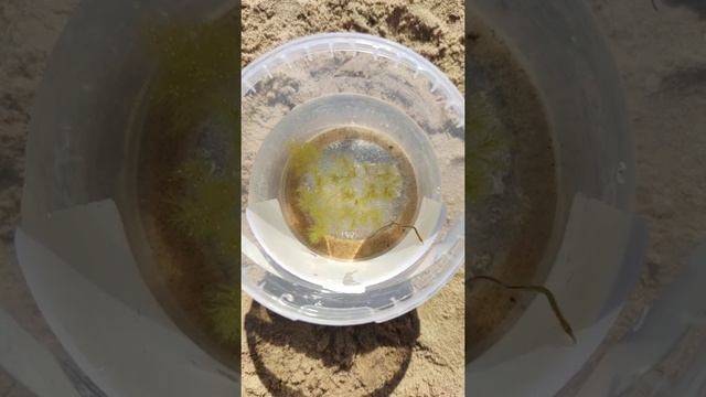 Обитатель Балтийского моря смотреть онлайн