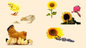 Тема 2. Что такое природа. Живая и неживая природа