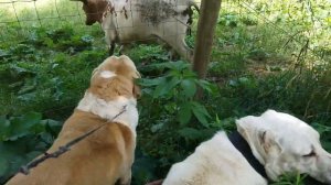 Стадо коров против алабаев