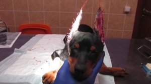 Купирование ушей доберману