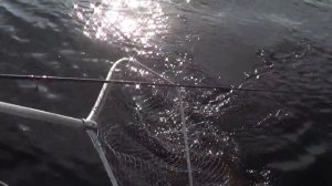 Рыбалка . Щука на Днепре. Украинка. Воблера Rapala ZipBaits. Pike Fishing