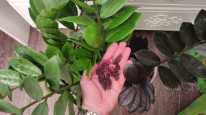 ДАЙТЕ ЭТО ЗАМИОКУЛЬКАСУ, ЭТО Натуральное Удобрение РАЗБУДИТ ЗАМИОКУЛЬКАС, НЕВЕРОЯТНЫЙ РЕЗУЛЬТАТ