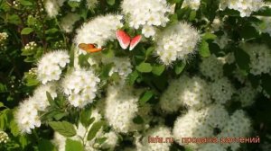 Спирея дубравколистная (spirea) ? дубравколистная спирея обзор: как сажать, саженцы спиреи