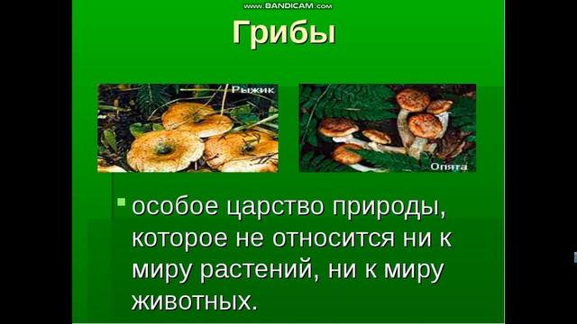 Царства живых организмов смотреть онлайн