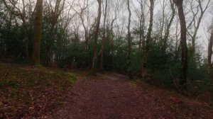 [NO ADS] Dog TV for Dogs 🐕 Virtual Dog Walk - Walking in the Forest 🌲 Calming Nature Sounds