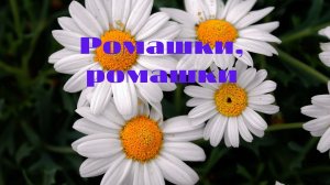 Ромашки цветы.