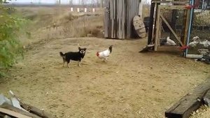 Ржач!  Петух нападает на собаку