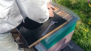 профилактика пчёл эндовиразой.